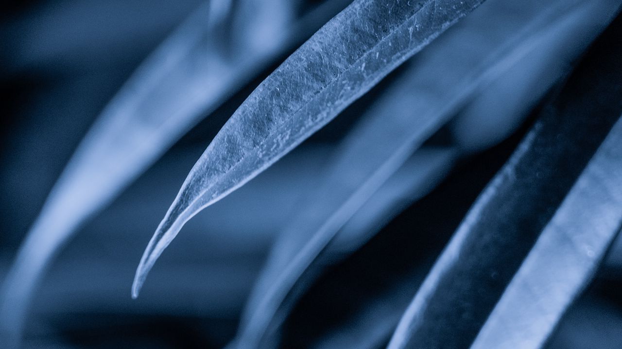 Wallpaper leaves, plant, macro, dark