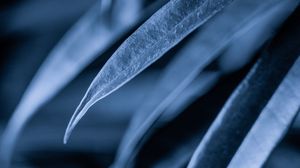 Preview wallpaper leaves, plant, macro, dark