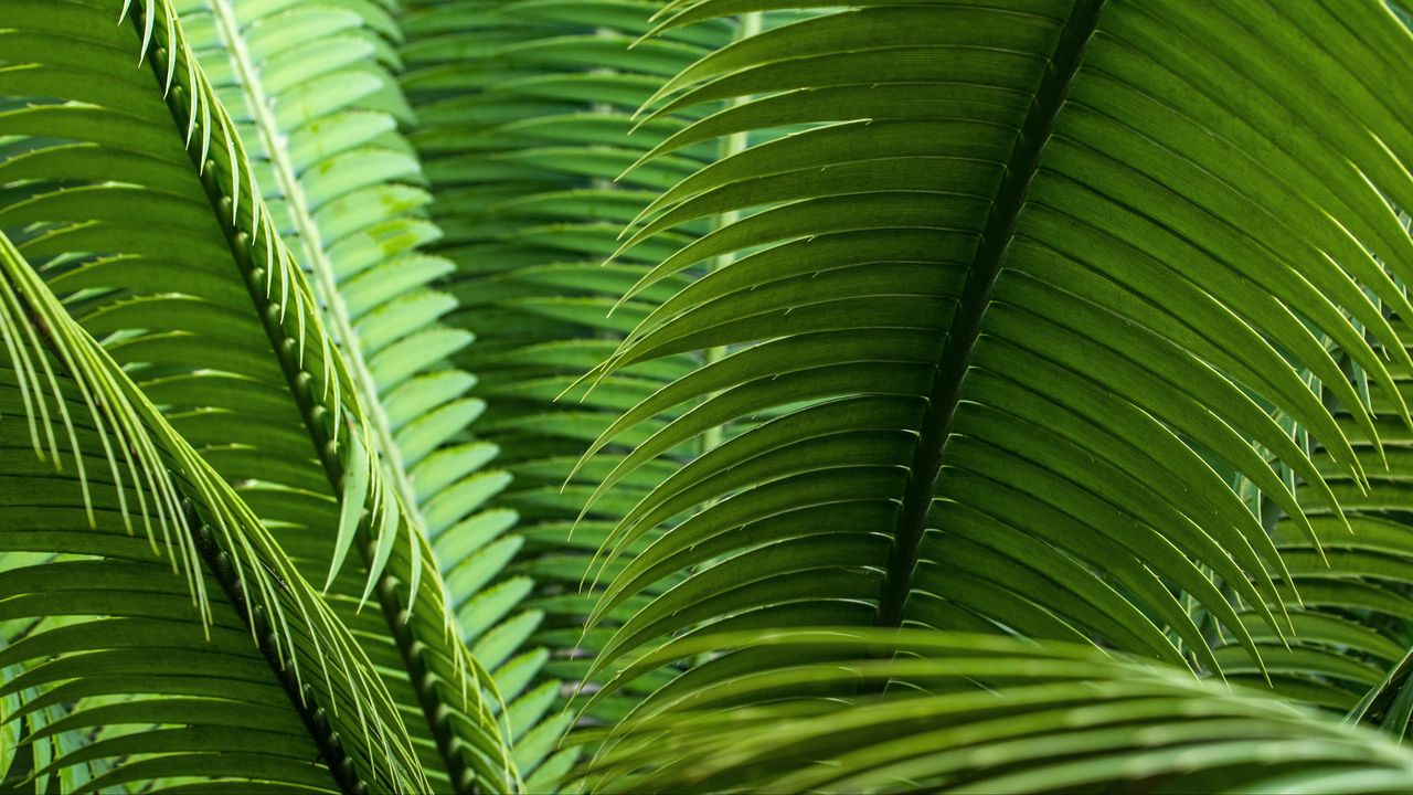 Wallpaper leaves, plant, macro, green, closeup