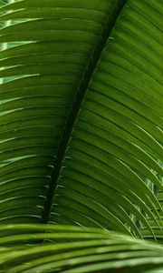 Preview wallpaper leaves, plant, macro, green, closeup