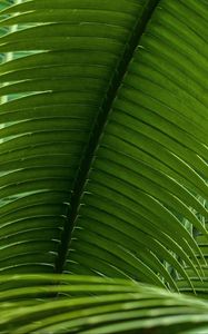 Preview wallpaper leaves, plant, macro, green, closeup