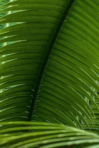 Preview wallpaper leaves, plant, macro, green, closeup
