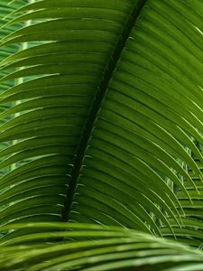 Preview wallpaper leaves, plant, macro, green, closeup