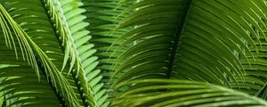 Preview wallpaper leaves, plant, macro, green, closeup