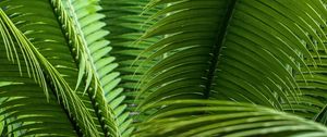 Preview wallpaper leaves, plant, macro, green, closeup