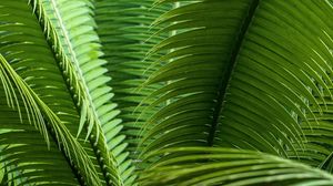 Preview wallpaper leaves, plant, macro, green, closeup