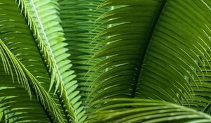 Preview wallpaper leaves, plant, macro, green, closeup