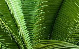 Preview wallpaper leaves, plant, macro, green, closeup