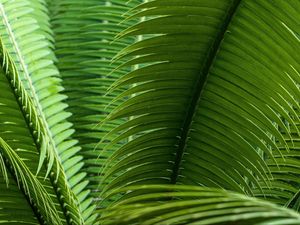 Preview wallpaper leaves, plant, macro, green, closeup
