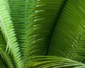 Preview wallpaper leaves, plant, macro, green, closeup
