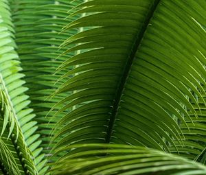 Preview wallpaper leaves, plant, macro, green, closeup