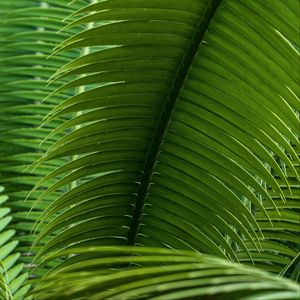 Preview wallpaper leaves, plant, macro, green, closeup