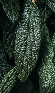 Preview wallpaper leaves, plant, macro, green, surface