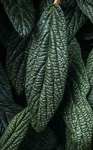 Preview wallpaper leaves, plant, macro, green, surface