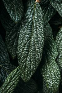 Preview wallpaper leaves, plant, macro, green, surface