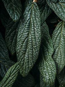 Preview wallpaper leaves, plant, macro, green, surface