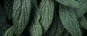 Preview wallpaper leaves, plant, macro, green, surface