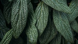 Preview wallpaper leaves, plant, macro, green, surface