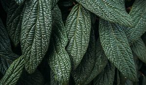 Preview wallpaper leaves, plant, macro, green, surface