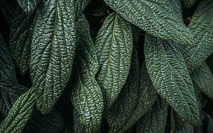 Preview wallpaper leaves, plant, macro, green, surface