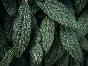 Preview wallpaper leaves, plant, macro, green, surface