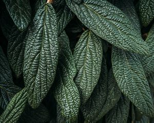 Preview wallpaper leaves, plant, macro, green, surface