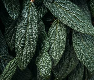 Preview wallpaper leaves, plant, macro, green, surface