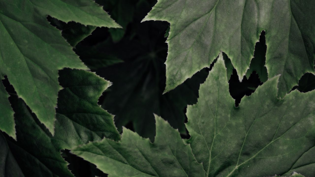 Wallpaper leaves, plant, macro, surface, green