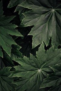 Preview wallpaper leaves, plant, macro, surface, green