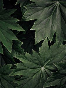 Preview wallpaper leaves, plant, macro, surface, green