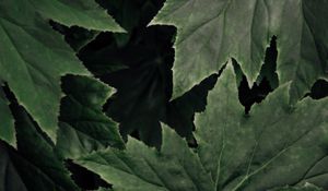 Preview wallpaper leaves, plant, macro, surface, green