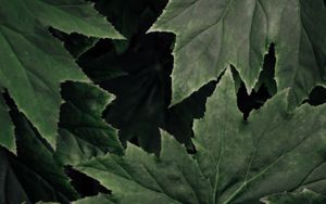 Preview wallpaper leaves, plant, macro, surface, green