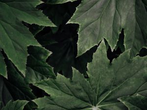 Preview wallpaper leaves, plant, macro, surface, green