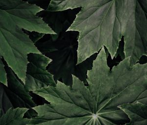 Preview wallpaper leaves, plant, macro, surface, green