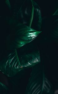 Preview wallpaper leaves, plant, macro, green, darkness