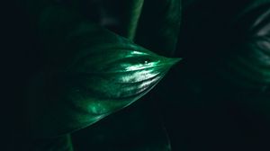 Preview wallpaper leaves, plant, macro, green, darkness