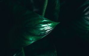 Preview wallpaper leaves, plant, macro, green, darkness