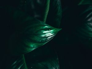 Preview wallpaper leaves, plant, macro, green, darkness