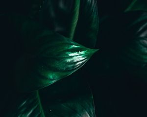 Preview wallpaper leaves, plant, macro, green, darkness