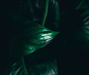 Preview wallpaper leaves, plant, macro, green, darkness