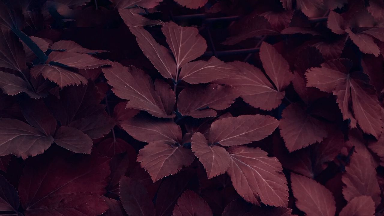 Wallpaper leaves, plant, macro, red hd, picture, image