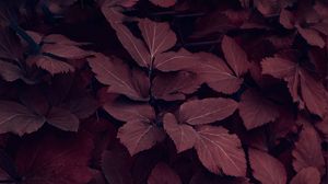 Preview wallpaper leaves, plant, macro, red