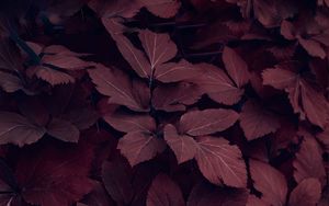 Preview wallpaper leaves, plant, macro, red