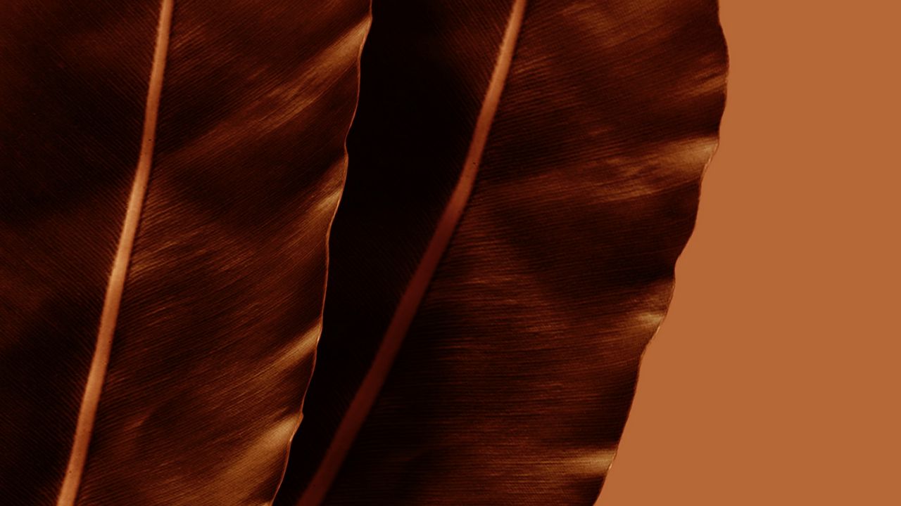 Wallpaper leaves, plant, macro, brown