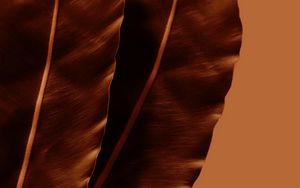 Preview wallpaper leaves, plant, macro, brown