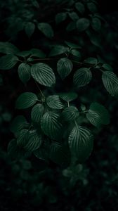 Preview wallpaper leaves, plant, macro, green, dark