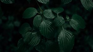 Preview wallpaper leaves, plant, macro, green, dark