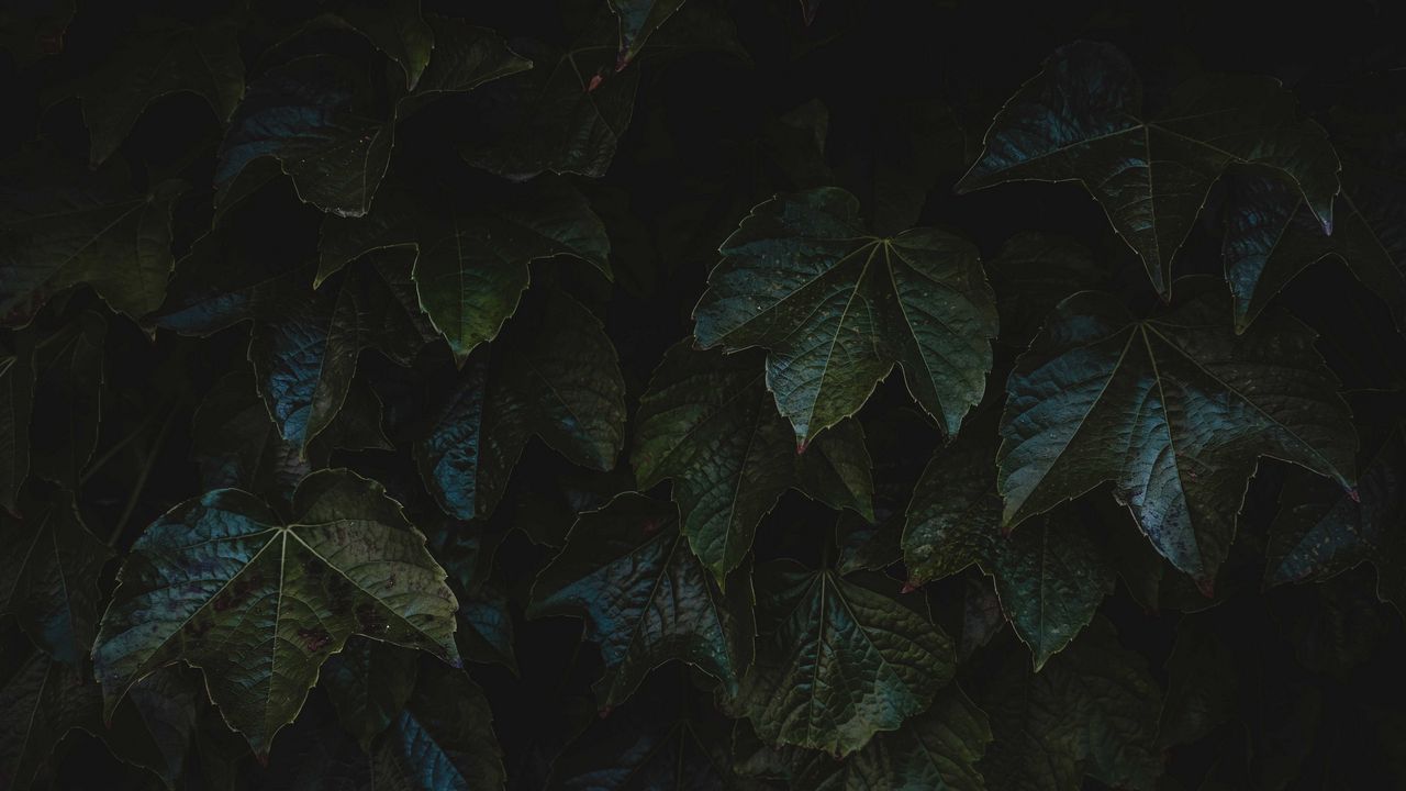 Wallpaper leaves, plant, macro, dark, green