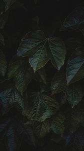 Preview wallpaper leaves, plant, macro, dark, green