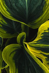 Preview wallpaper leaves, plant, macro, stripes, spots, green